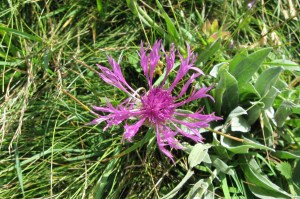 Centaurea uniflora (1) (1200 x 799)